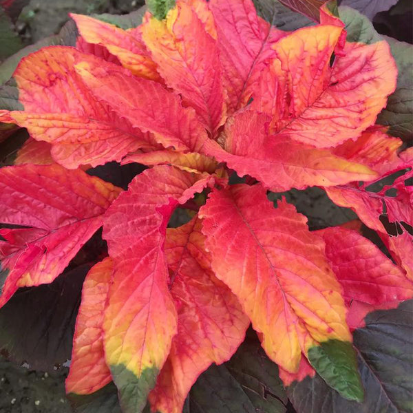 Crimson Majesty' Amaranth Seeds, 200 Seeds