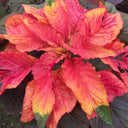 Crimson Majesty' Amaranth Seeds, 200 Seeds