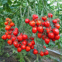 115 Cherry Accordion Tomato, 3 Seeds