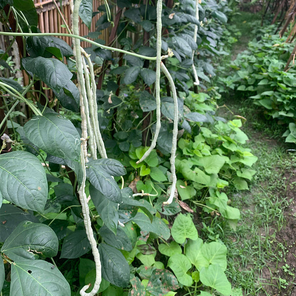 'Jiemei' Glossy White Long Bean Seeds, 20g
