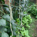 'Jiemei' Glossy White Long Bean Seeds, 20g