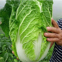 Early-maturing No.5 Chinese Cabbage Seeds, 5 × 5g Bags
