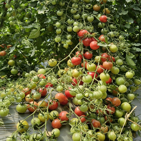 'Eden No. 2' Tomato Seeds, 5 Seeds