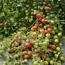 'Eden No. 2' Tomato Seeds, 5 Seeds