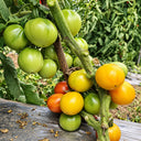 493 Honey Pear Tomato, 5 Seeds