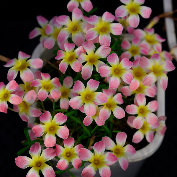 Oxalis Candy Box Series - 'Apple', 2 Bulbs