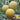 'Jinling 03 Golden' Round Watermelon Seeds, 200 Seeds