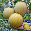 'Jinling 03 Golden' Round Watermelon Seeds, 200 Seeds