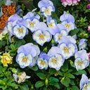U2336 Cats Plus Marina F1 Pansy, 5 Seeds