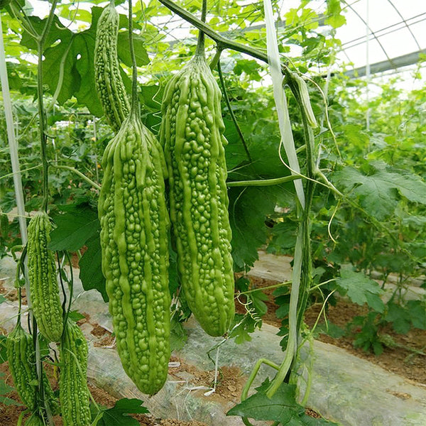 'Jiemei No.6' Bitter Gourd, 10 Seeds