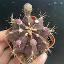 Gymnocalycium mihanovichii 'Hibotan Purple', 3-4cm