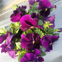 Super Bingo Series Purple Pansy Seeds, 100 Seeds
