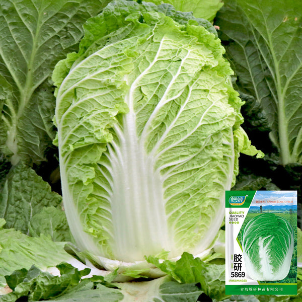 'Jiaoyan 5869' Chinese Cabbage Seeds, 10g