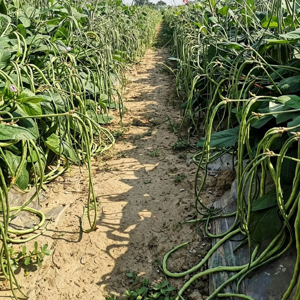 Zhengjiang Dwarf Bush Yardlong Bean Seeds, 30 Grams ≈ 180 Seeds