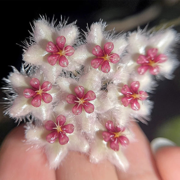 Hoya caudata 'Big Green Leaf', 1 Cutting