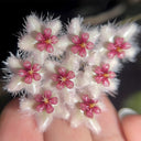 Hoya caudata 'Big Green Leaf', 1 Cutting
