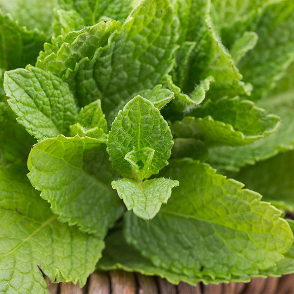 Spearmint Seeds, 300 Seeds