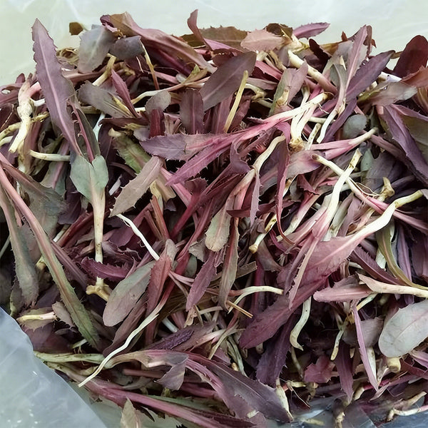 Xinte Wild Purple Qumai Chicory Seeds, 1g