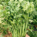 Evergreen Iron Stem Cilantro Seeds, 10g