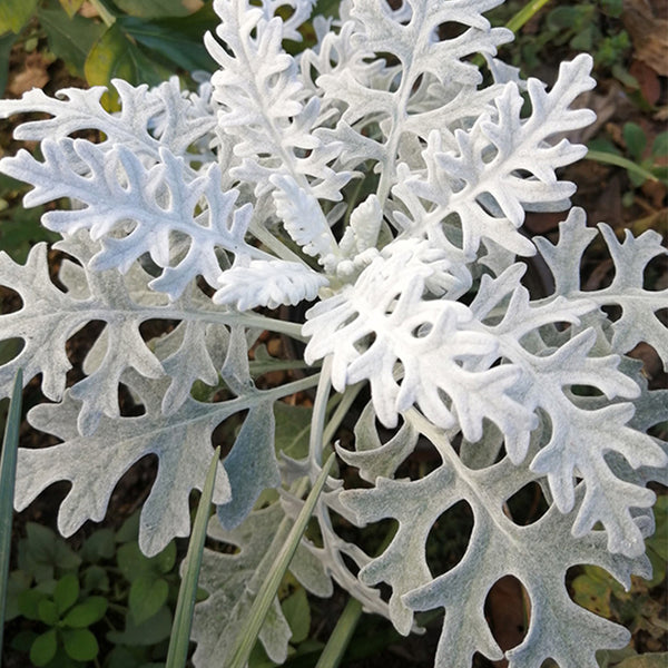 Silver Ragwort (Jacobaea maritima) Seeds, 100 Seeds