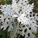 Silver Ragwort (Jacobaea maritima) Seeds, 100 Seeds