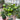 604 Eden Micro No. 4 Tomato, 3 Seeds