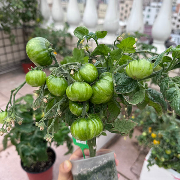 604 Eden Micro No. 4 Tomato, 3 Seeds