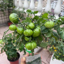 604 Eden Micro No. 4 Tomato, 3 Seeds
