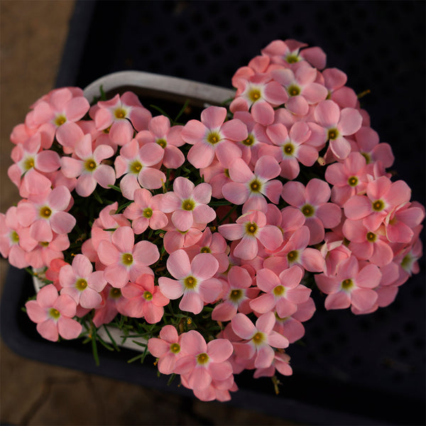 Oxalis obtusa Series Bulb - 'Grapefruit', 2 Bulbs