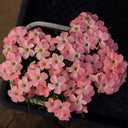 Oxalis obtusa Series Bulb - 'Grapefruit', 2 Bulbs