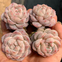 Echeveria cv. 'Pink Diamond', 2pcs x 1-head