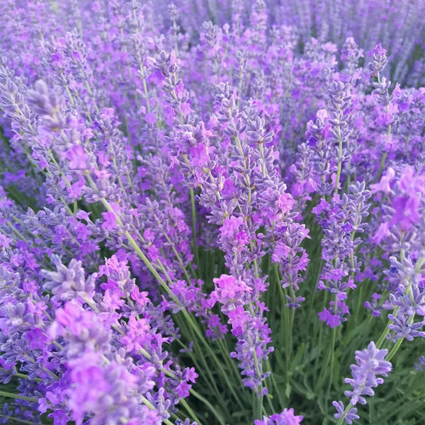 Hezhichun Lavender Seeds, 1g