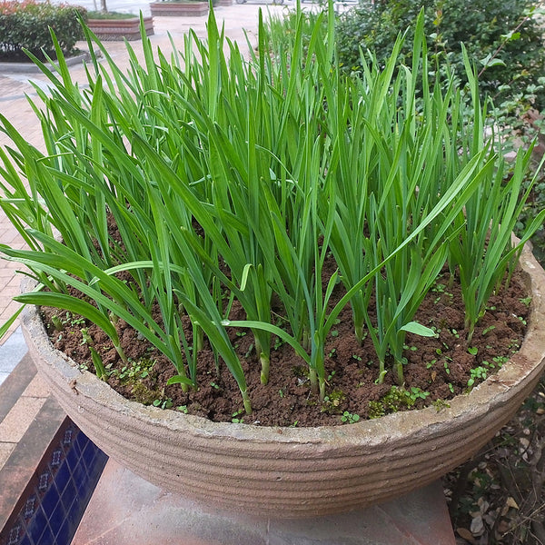 HUAJUN Bonsai Chinese Chives Seeds, 5 × 5g Bags