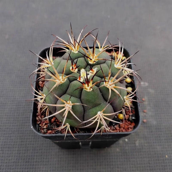 Gymnocalycium pflanzii var. albipulpa, 4-5cm