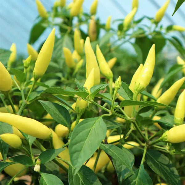 Xiaomila Chili Seeds, 20 Seeds