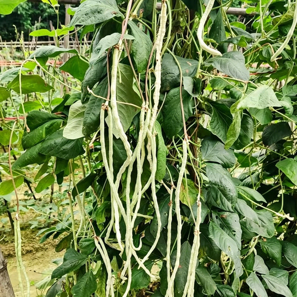 'Zhengjiang Yinshuai' Cowpea Seeds, 30g