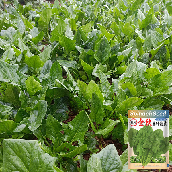Golden Autumn Spinach Seeds, 20g