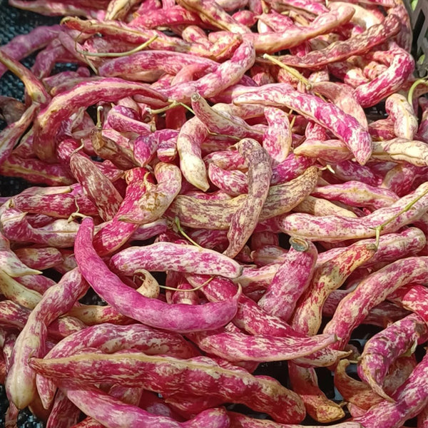 Dayu Red Golden Hook Snap Bean Seeds, 20g