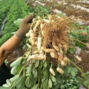 Black Peanut Seeds, 20 Seeds