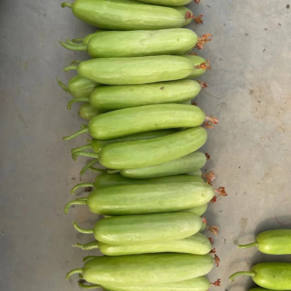 'Zhongnong Cuiyu No.4' Fruit Cucumber, 100 Seeds