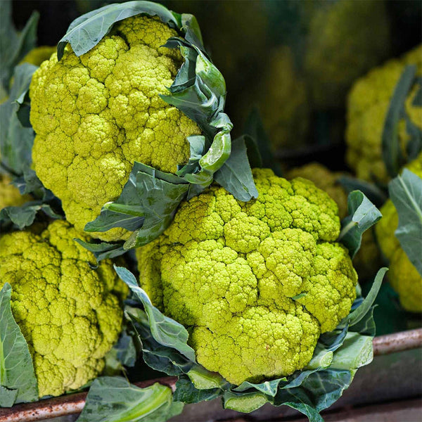 Green Cauliflower, 10 Seeds