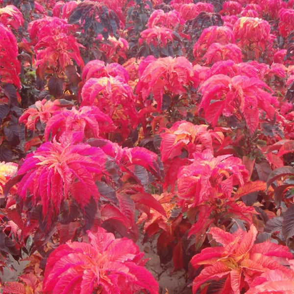 Crimson Majesty' Amaranth Seeds, 200 Seeds