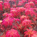 Crimson Majesty' Amaranth Seeds, 200 Seeds