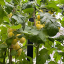 'White Princess F1' Tomato Seeds, 6 Seeds