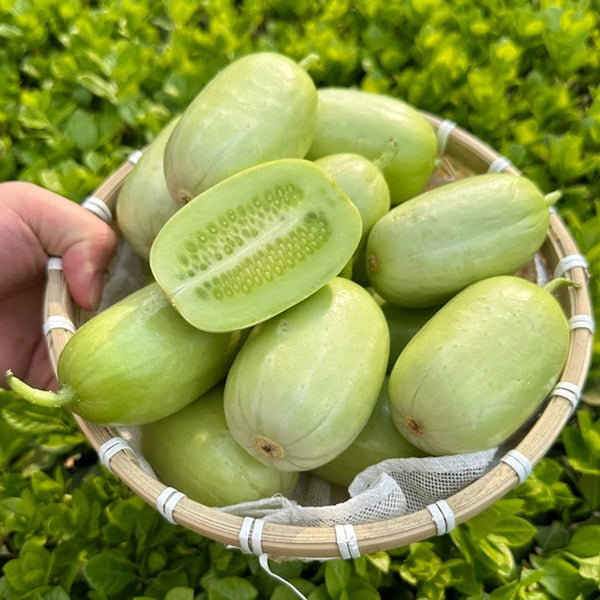 Jade Maiden Cucumber Seeds, 10 Seeds