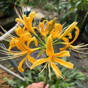 Golden Spider Lily, 3 Bulbs