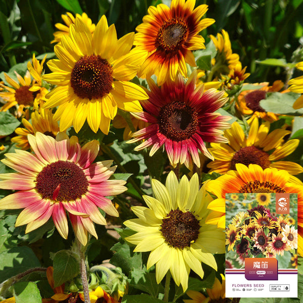 'Magic Flute' Ornamental Sunflower Seeds, 2g