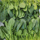 Four Seasons Spinach Seeds, 10g