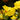 Yellow Evening Primrose, 500 Seeds