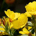 Yellow Evening Primrose, 500 Seeds